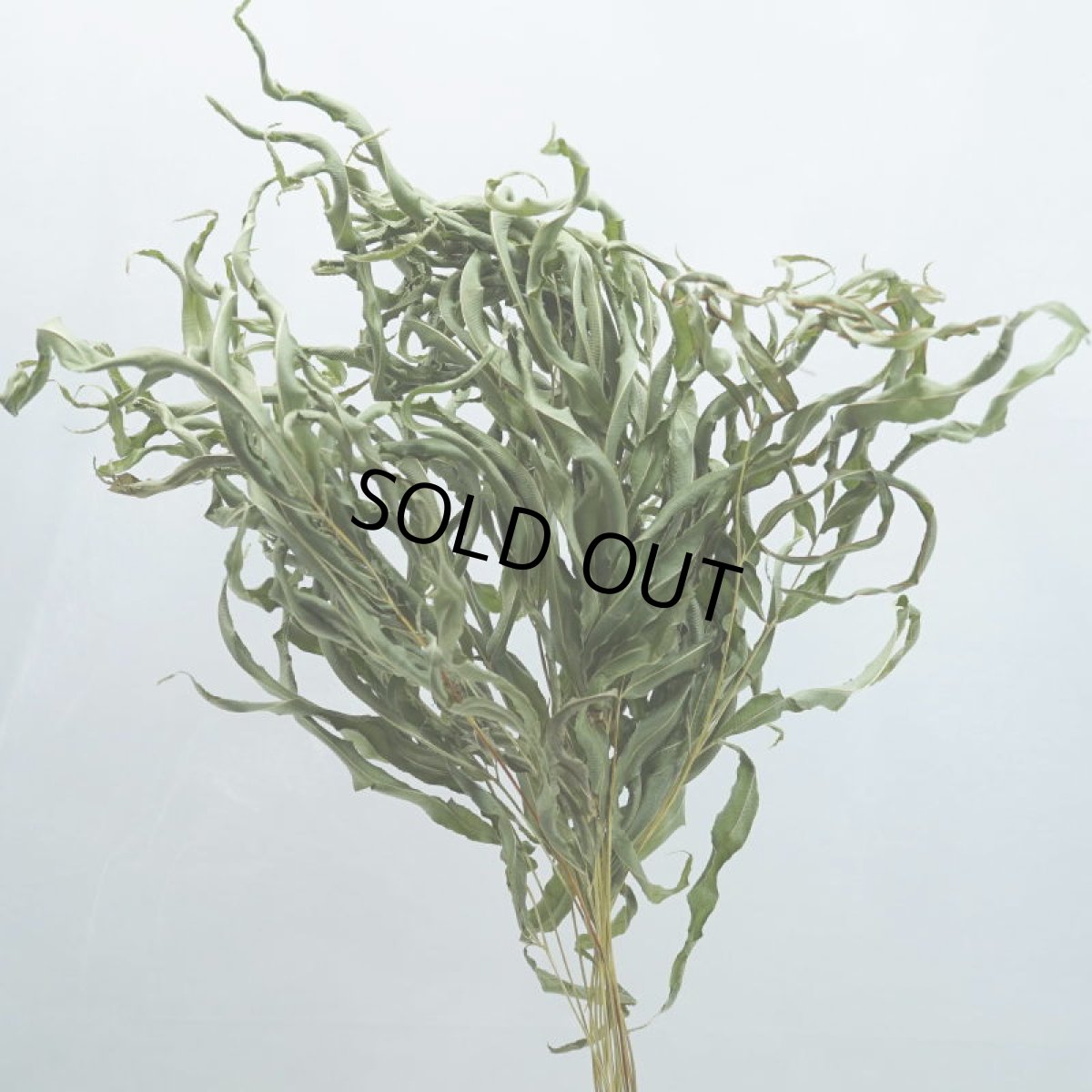 画像1: 【Ａ】アシ (1)