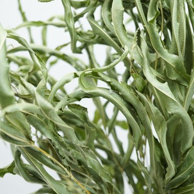 画像2: 【A】アシ