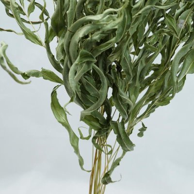 画像3: 【A】アシ