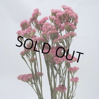 スターチス✢コーラルサンセット スターチスの種類と色 - 福花園種苗株式会社