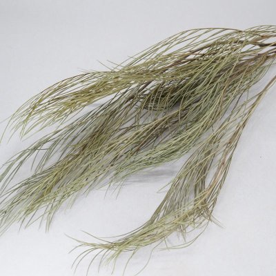 画像2: リューカブランシュ