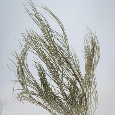 画像1: リューカブランシュ