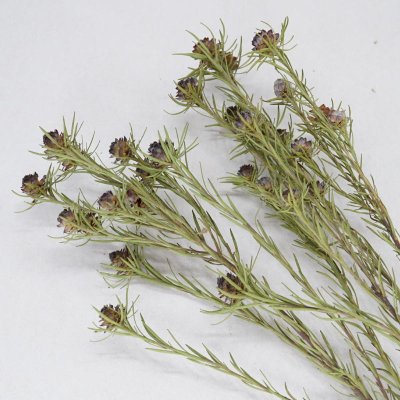 画像2: 【C】リューカデンドロン・ジュビレクラウン