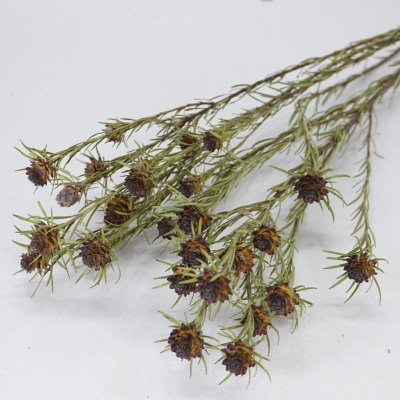 画像1: 【C】リューカデンドロン・ジュビレクラウン