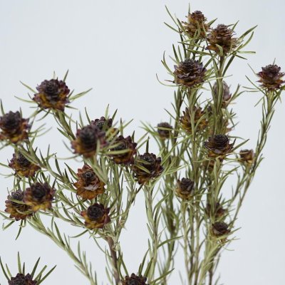 画像3: 【C】リューカデンドロン・ジュビレクラウン