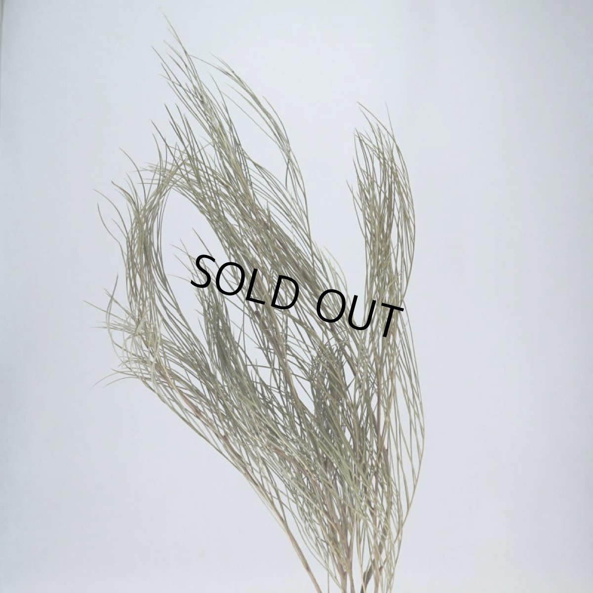 画像1: リューカブランシュ (1)