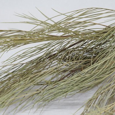 画像3: リューカブランシュ