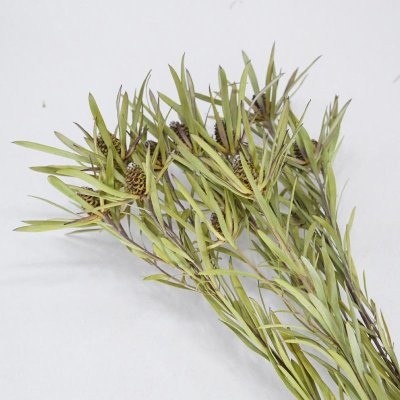 画像2: 【Ｃ】リューカデンドロン・サリグナム