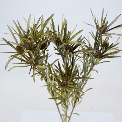 画像1: 【Ｃ】リューカデンドロン・サリグナム