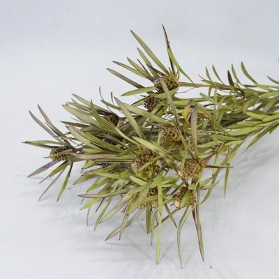 画像3: 【Ｃ】リューカデンドロン・サリグナム