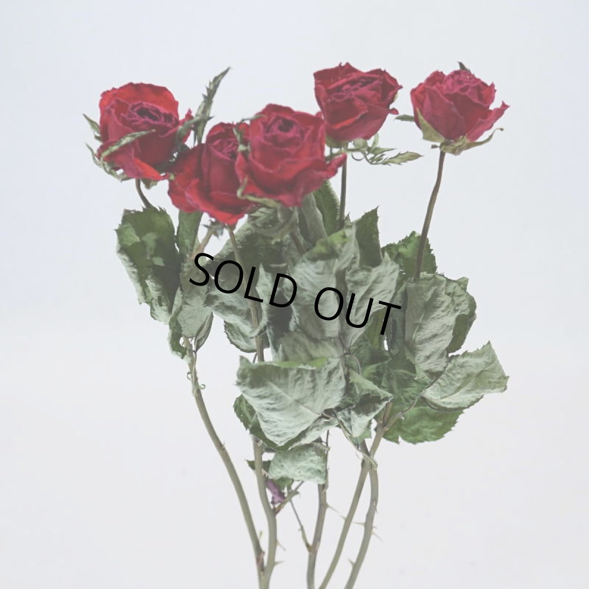 画像2: ドライローズ・パサディナ (2)