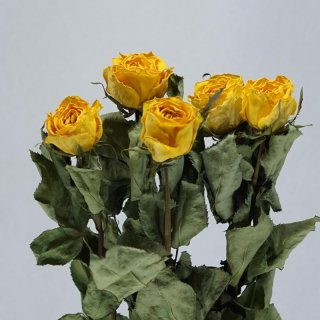 1️⃣ドライフラワー❣️訳あり スタンダードバラ 1️⃣ドライフラワー❣️訳あり スタンダードバラ 新商品「バラ」の