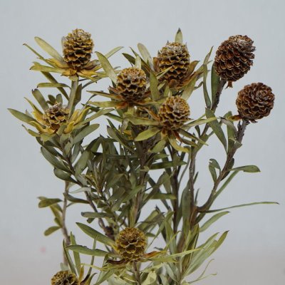 画像1: 【Ｃ】リューカデンドロン・ディスカラー