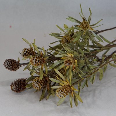 画像3: 【Ｃ】リューカデンドロン・ディスカラー