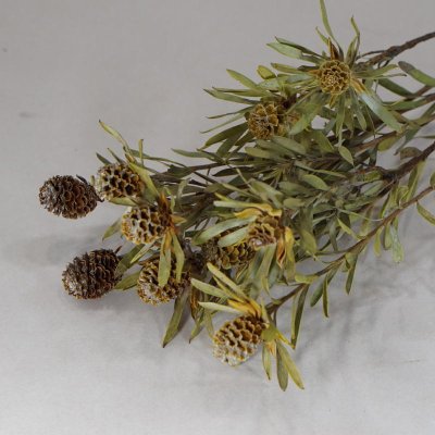 画像2: 【Ｃ】リューカデンドロン・ディスカラー