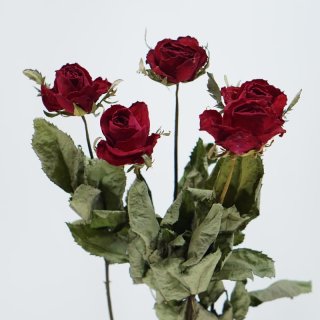 ドライローズ・スタンダード - あいむフラワーインターナショナル