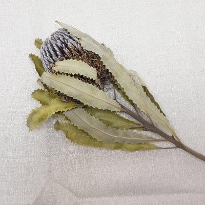画像1: バンクシア メンジーシー