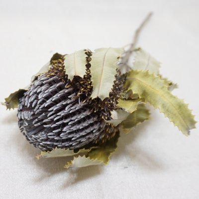 画像3: バンクシア メンジーシー