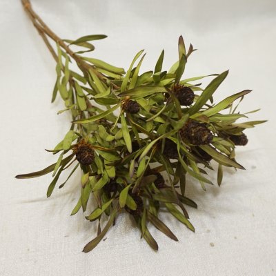 画像1: リューカデンドロン アヨバチェリーパール