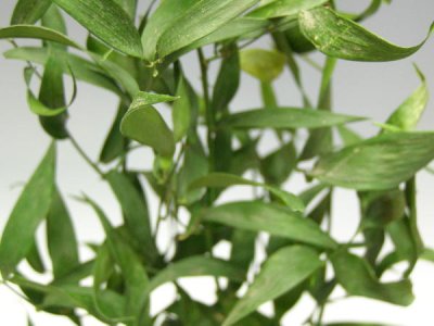 画像1: 【卸】イタリアンルスカス