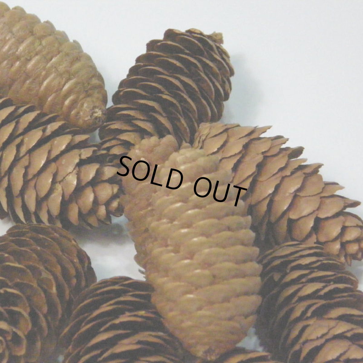 画像4: 【卸】ミニトーヒ (4)