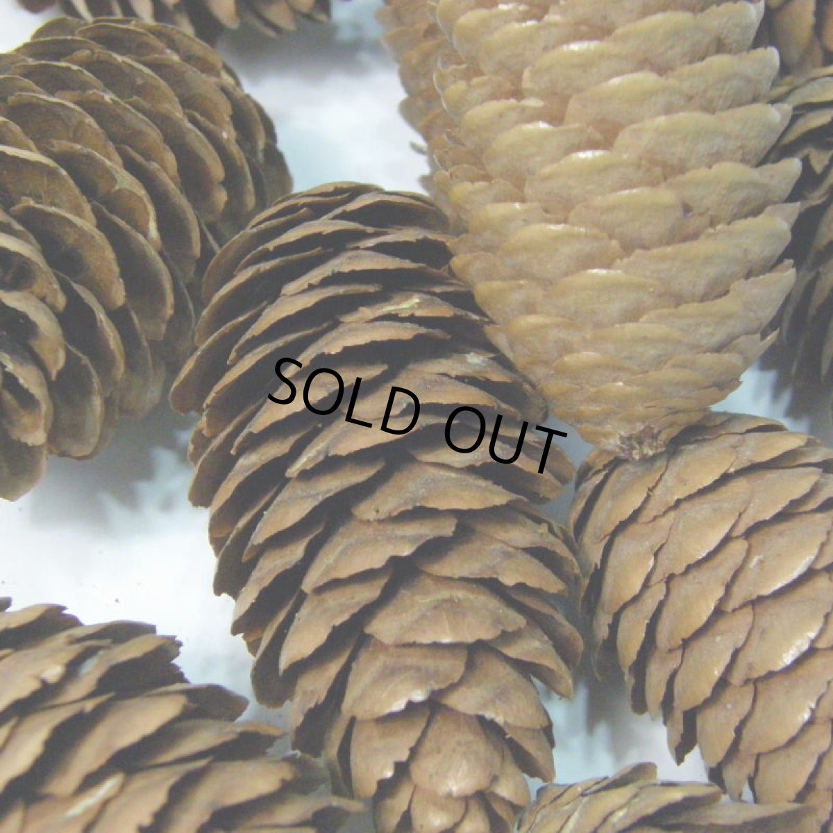 画像3: 【卸】ミニトーヒ (3)