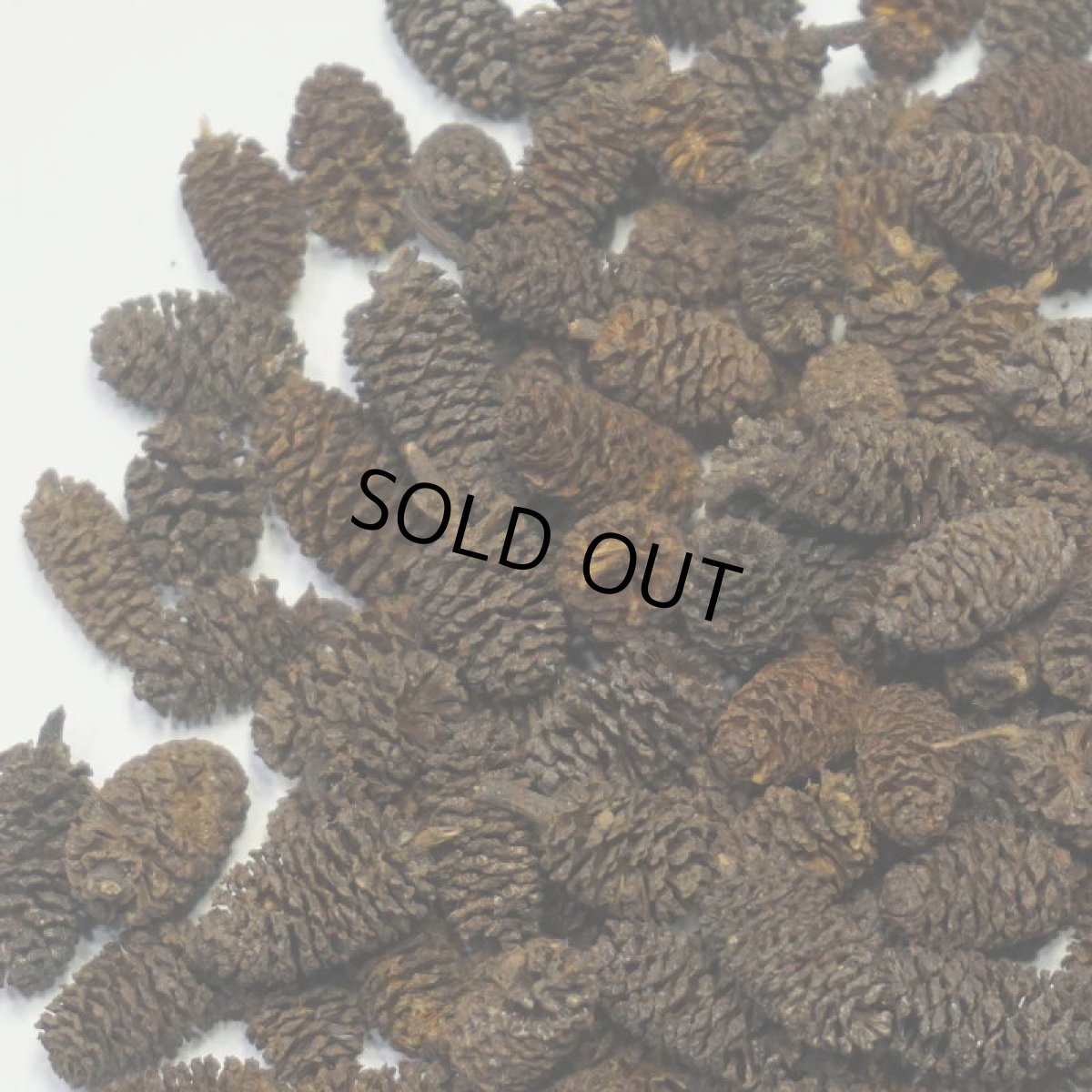 画像4: 【卸】ヤシャブシ・ミニ (4)