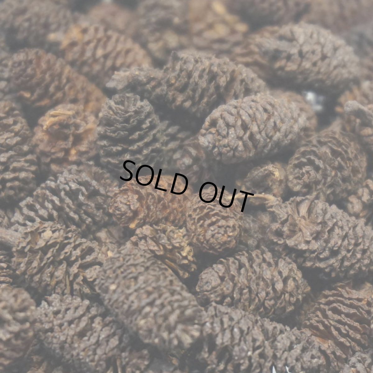 画像3: 【卸】ヤシャブシ・ミニ (3)