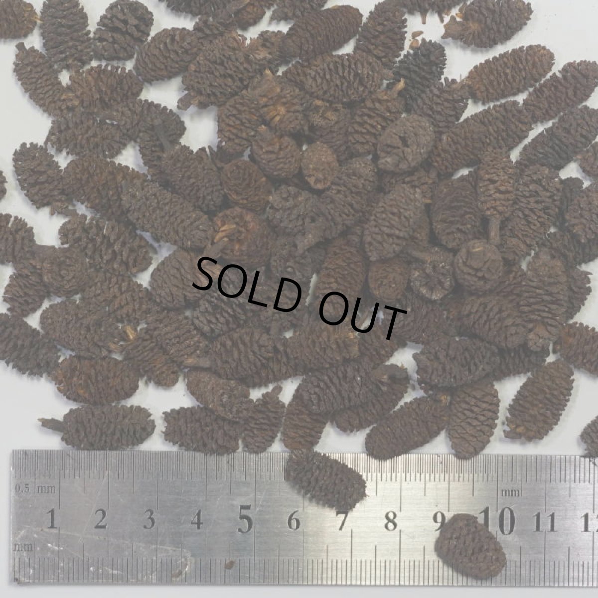 画像2: 【卸】ヤシャブシ・ミニ (2)