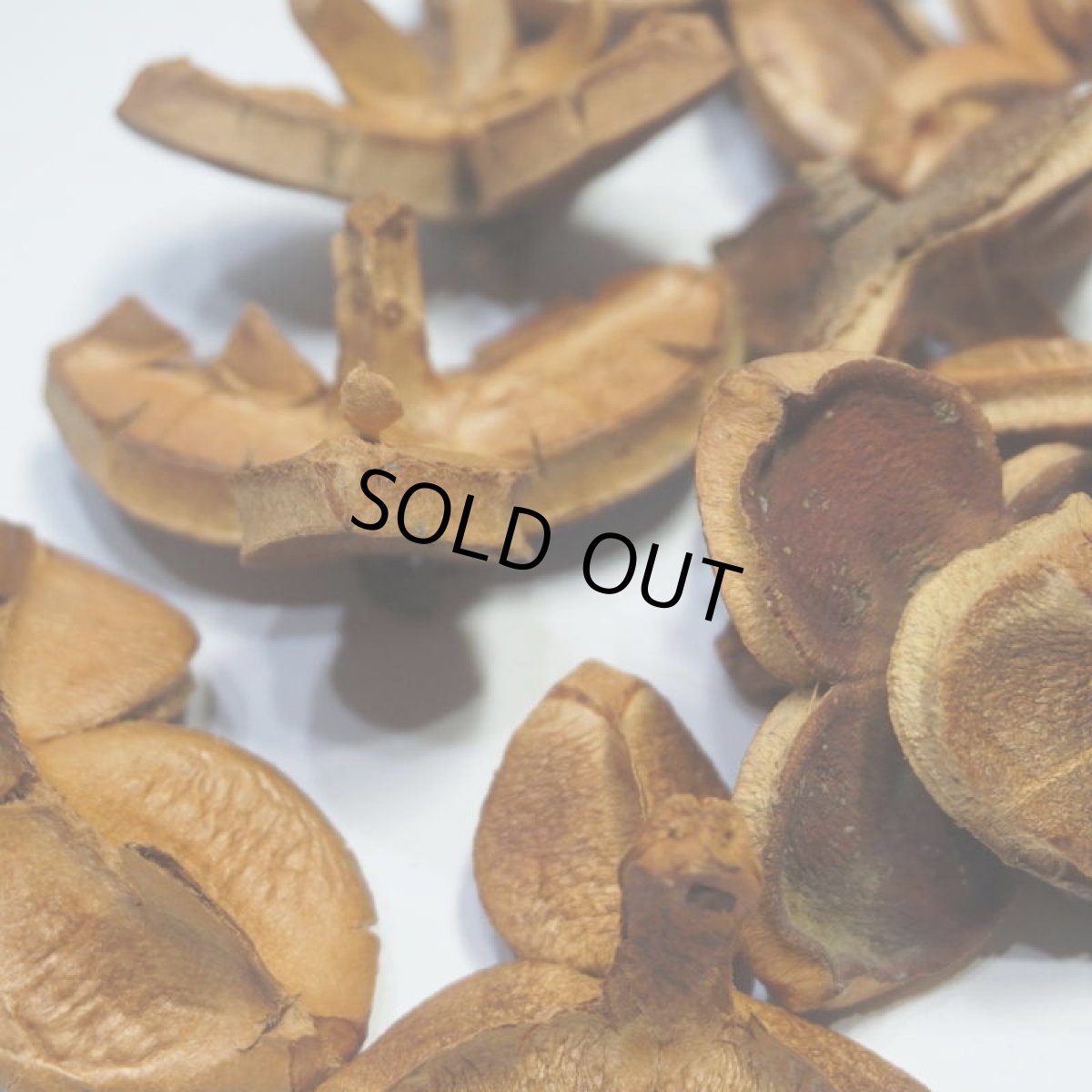 画像4: 【卸】ツバキの実 中 (4)