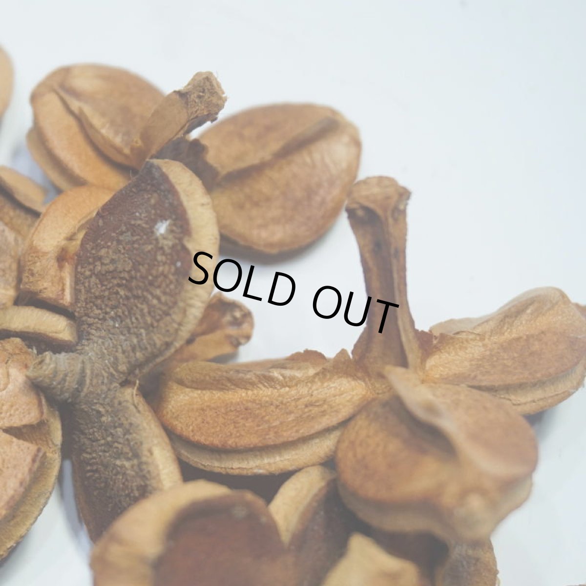 画像3: 【卸】ツバキの実 中 (3)