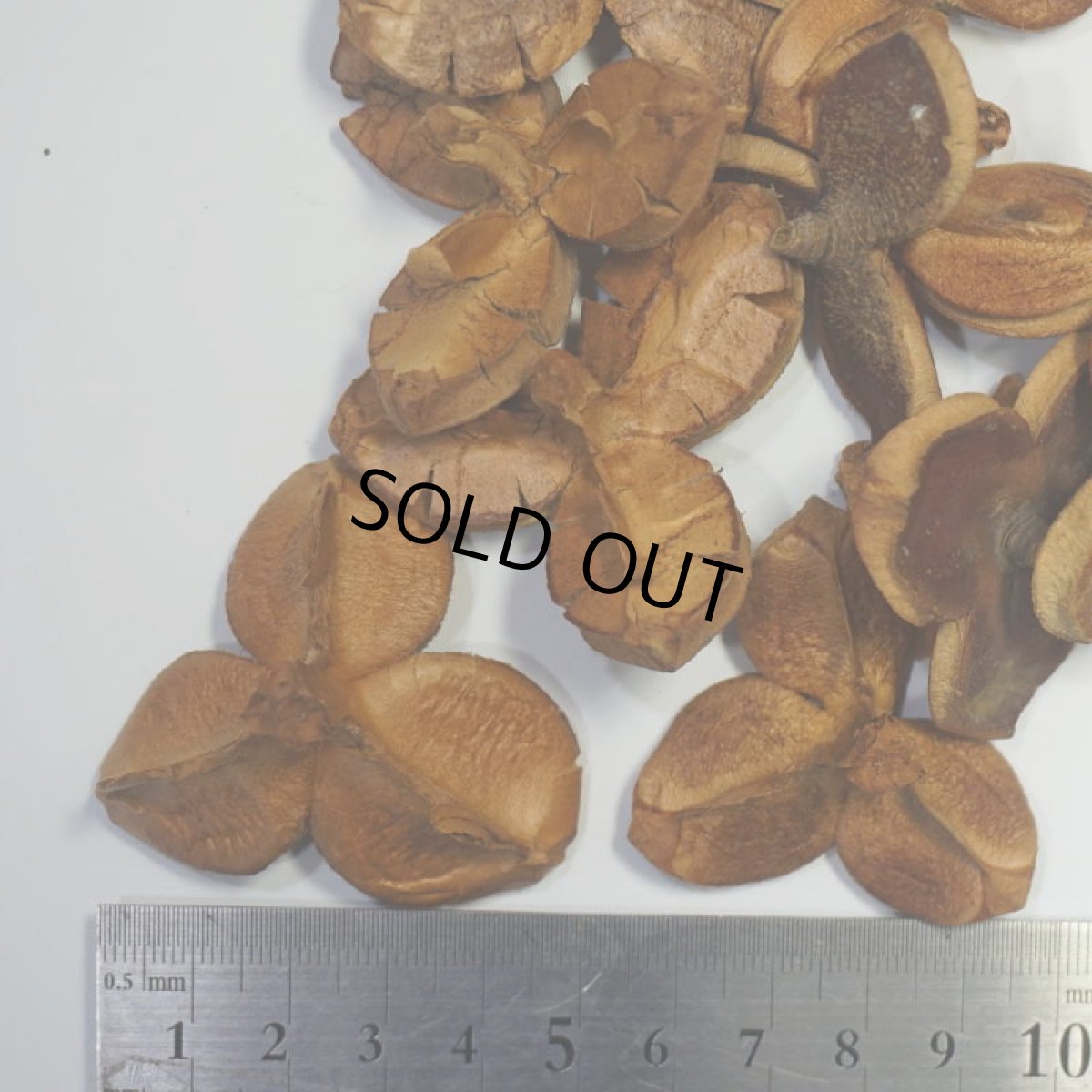 画像2: 【卸】ツバキの実 中 (2)