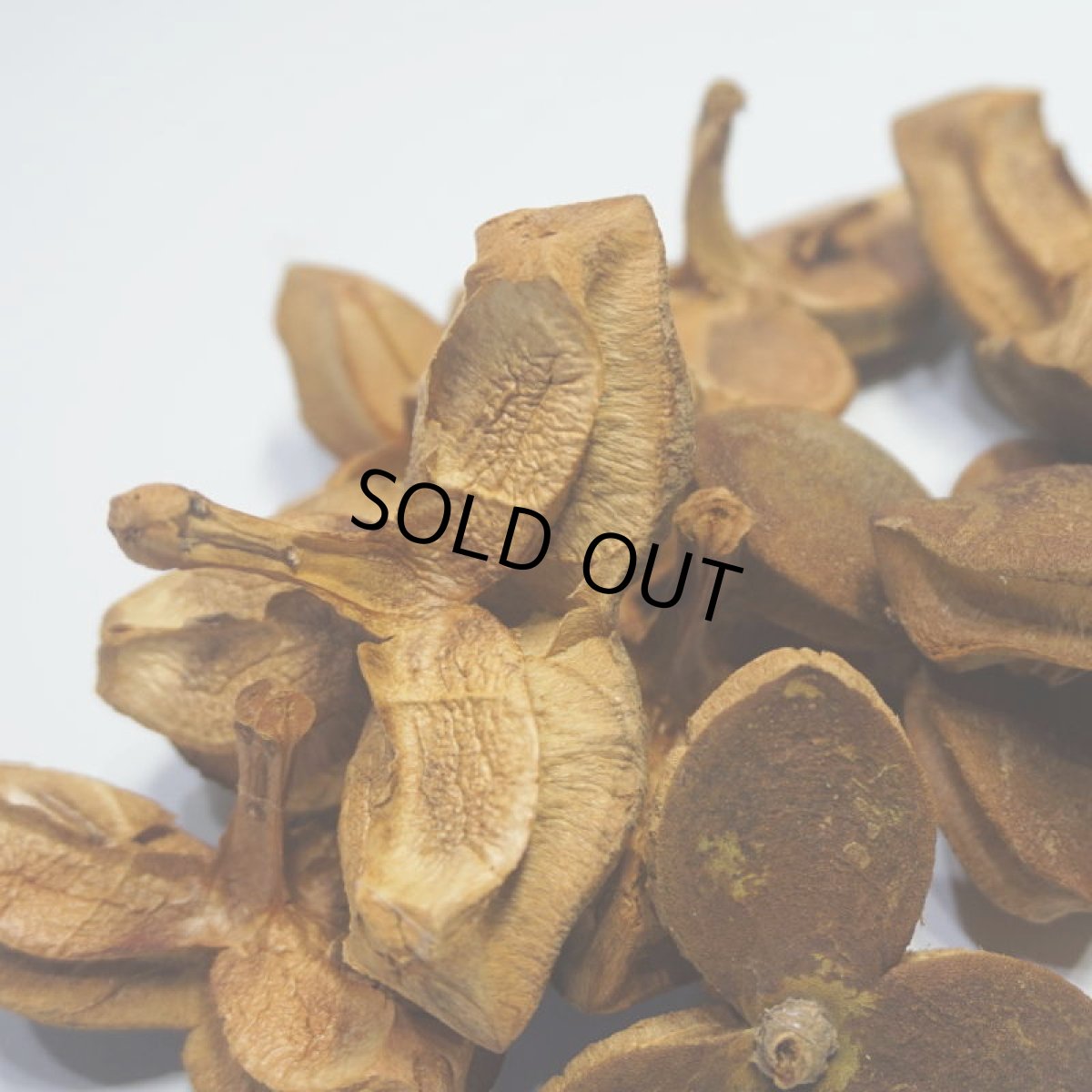 画像4: 【卸】ツバキの実　大 (4)