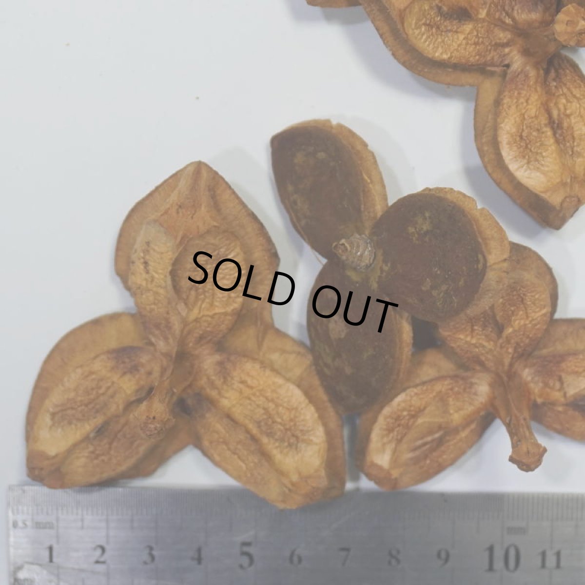 画像2: 【卸】ツバキの実　大 (2)