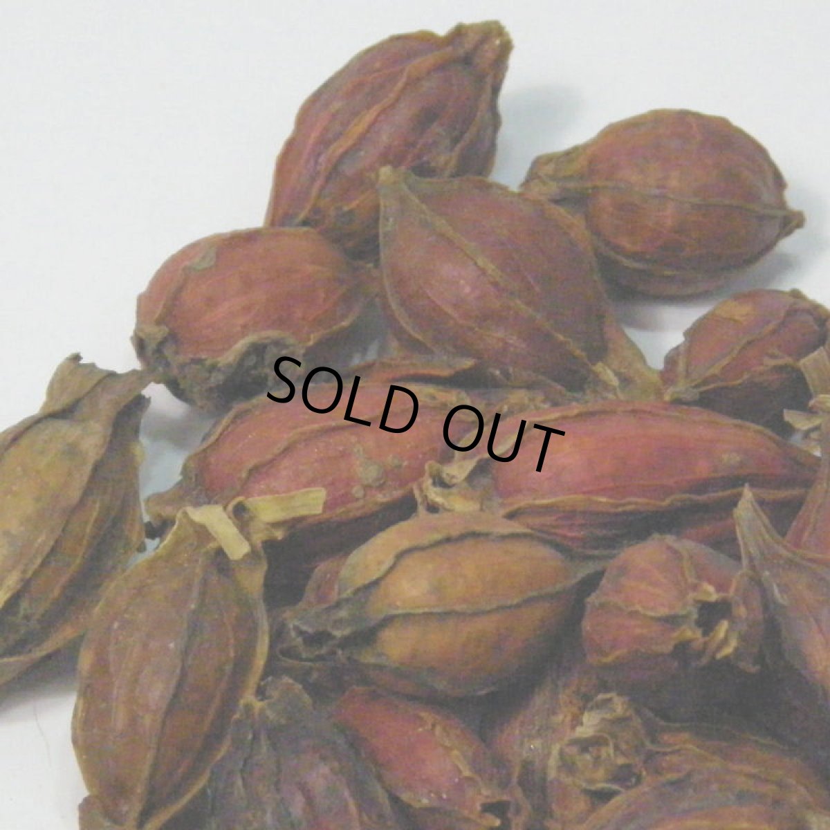 画像4: 【卸】クチナシの実 (4)