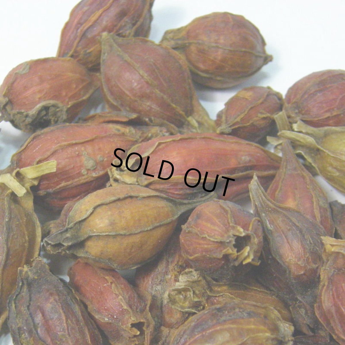 画像3: 【卸】クチナシの実 (3)