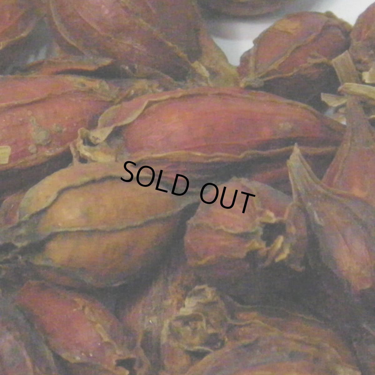 画像2: 【卸】クチナシの実 (2)