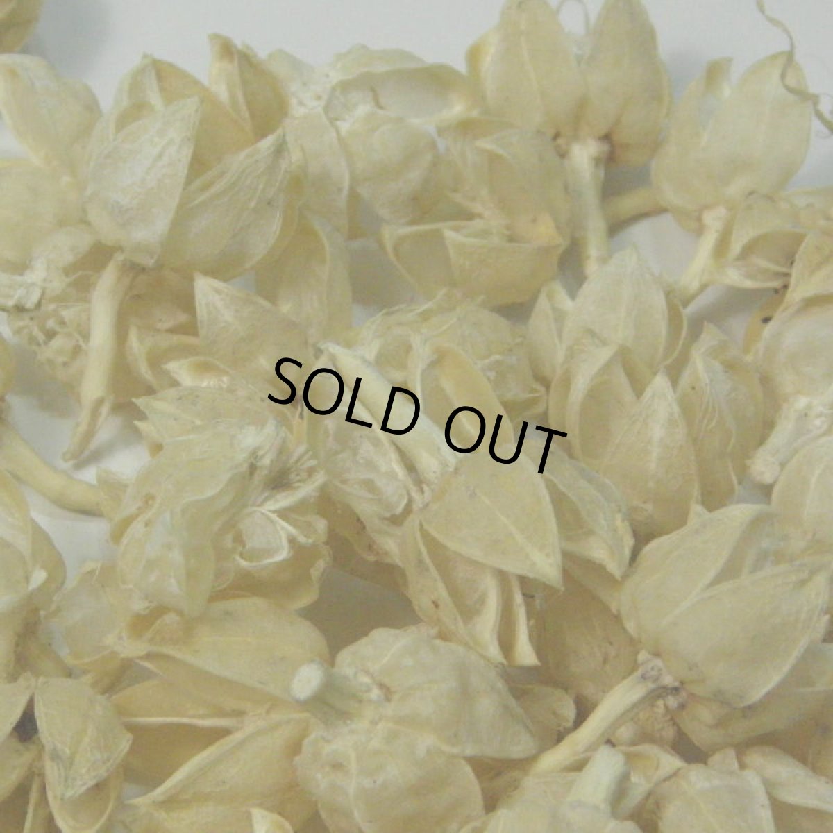 画像4: 【卸】フヨウのカラ サラシ (4)