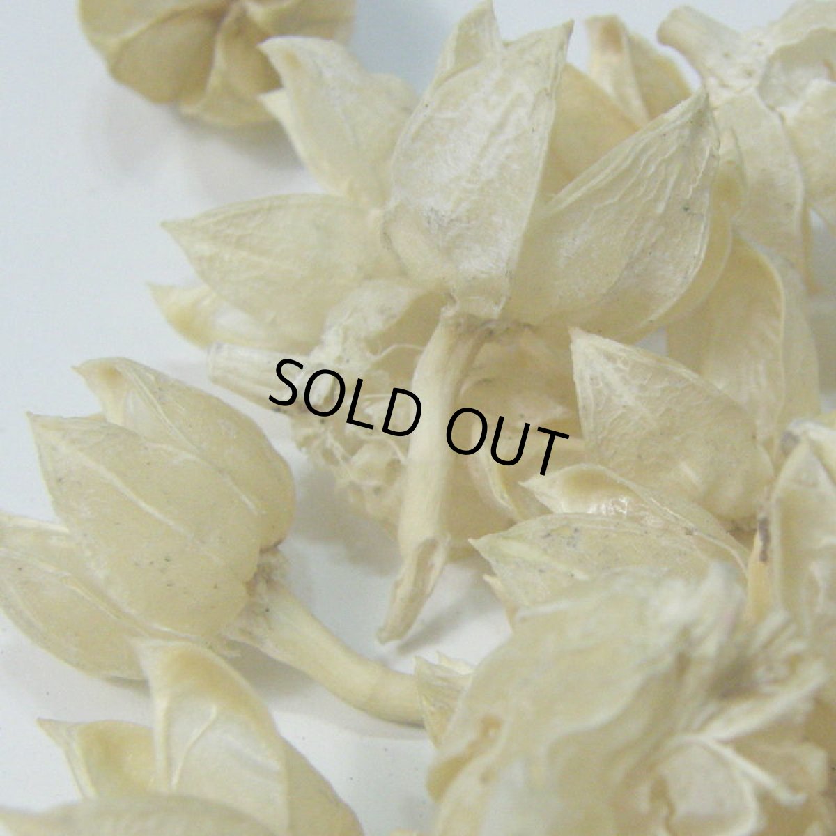 画像3: 【卸】フヨウのカラ サラシ (3)