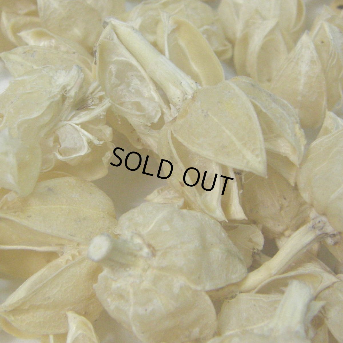 画像2: 【卸】フヨウのカラ サラシ (2)