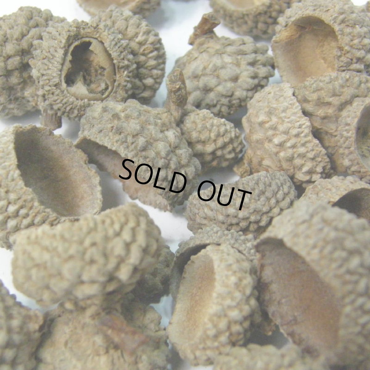 画像3: 【卸】ドングリヘッド (3)