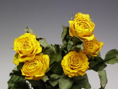 画像1: 【卸】ドライローズ・ゴールドストライク