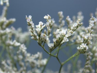 画像1: 【卸】スターチス・エミールホワイト