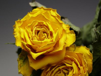 画像2: 【卸】ドライローズ・ゴールドストライク