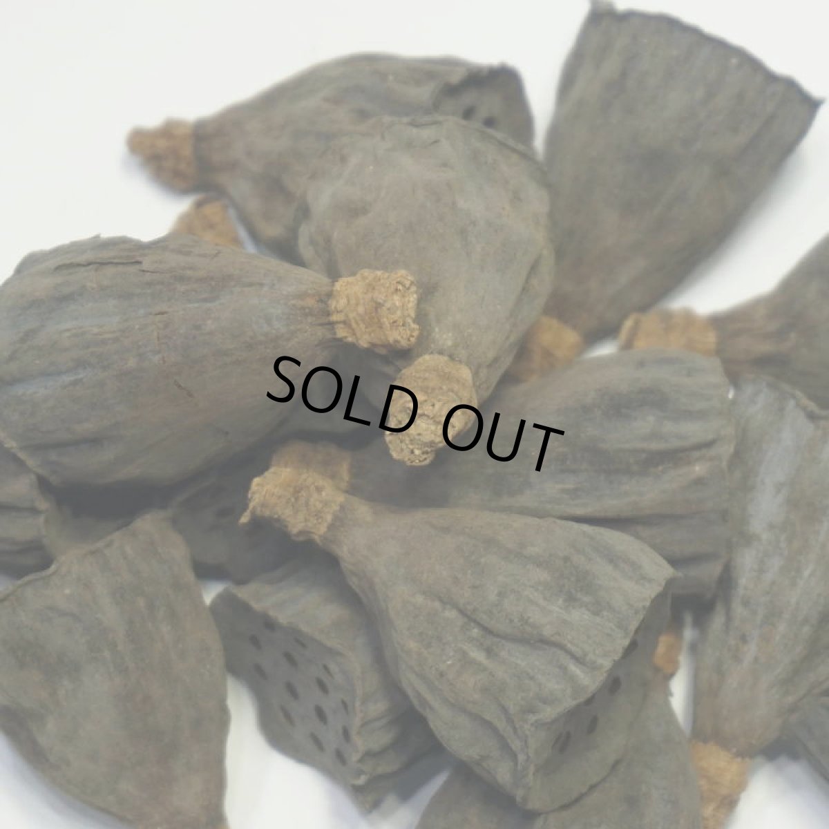 画像4: ロータス(ハス)SS (4)