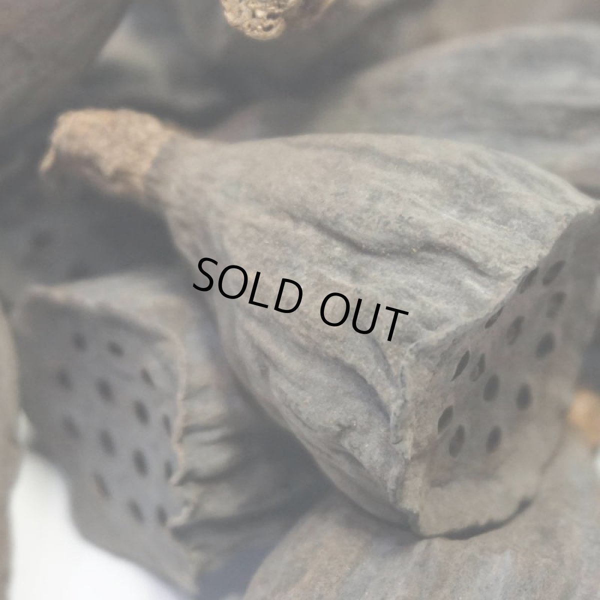 画像3: ロータス(ハス)SS (3)