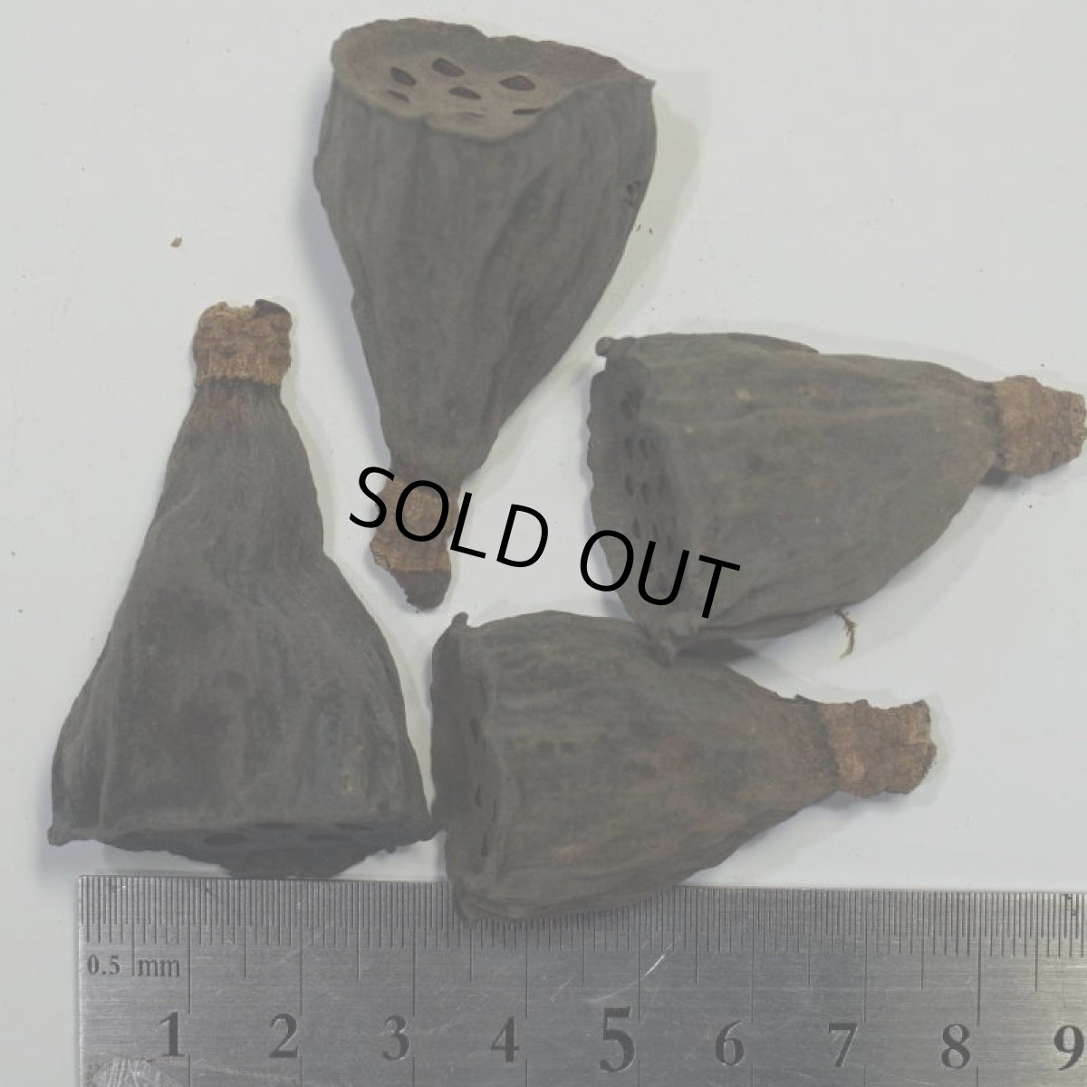 画像2: ロータス(ハス)SS (2)