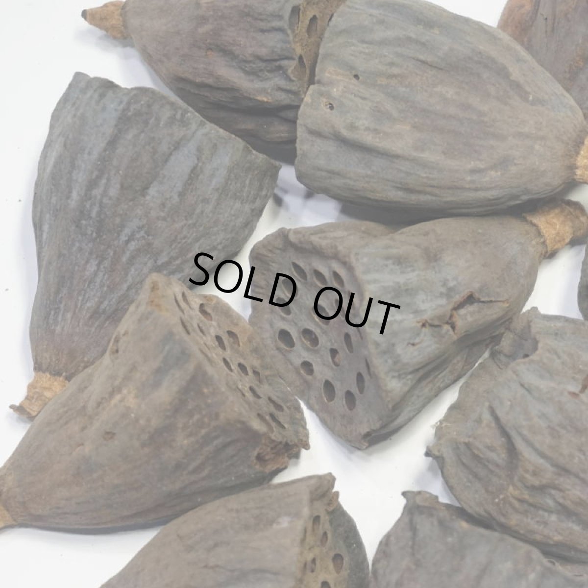 画像4: ロータス(ハス)S (4)