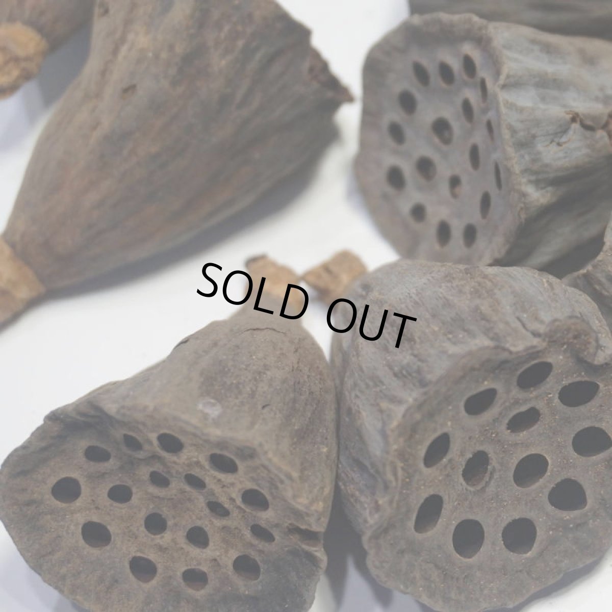 画像3: ロータス(ハス)S (3)