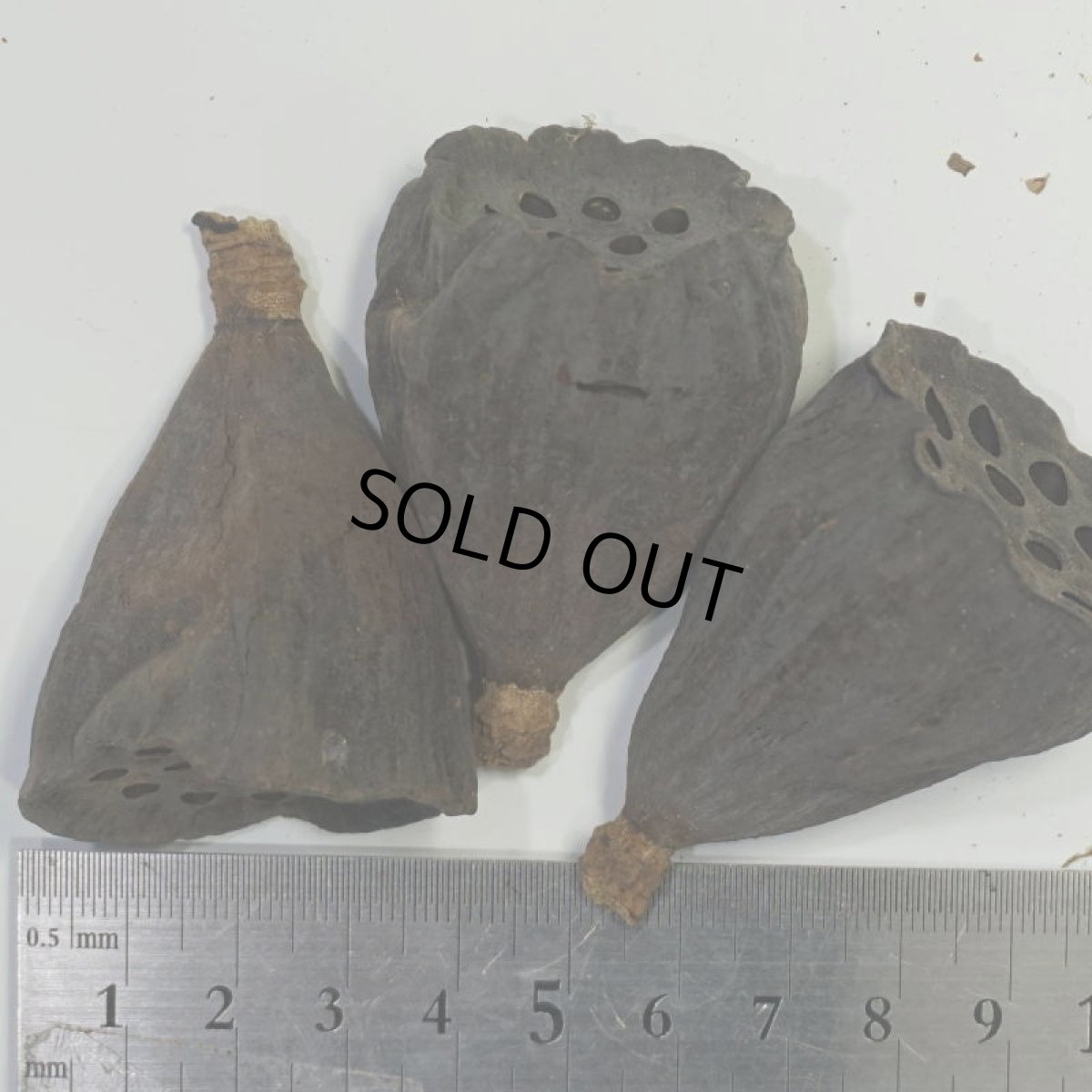 画像2: ロータス(ハス)S (2)